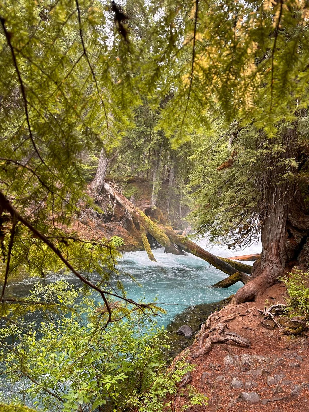 Oregon — family travel photo 9