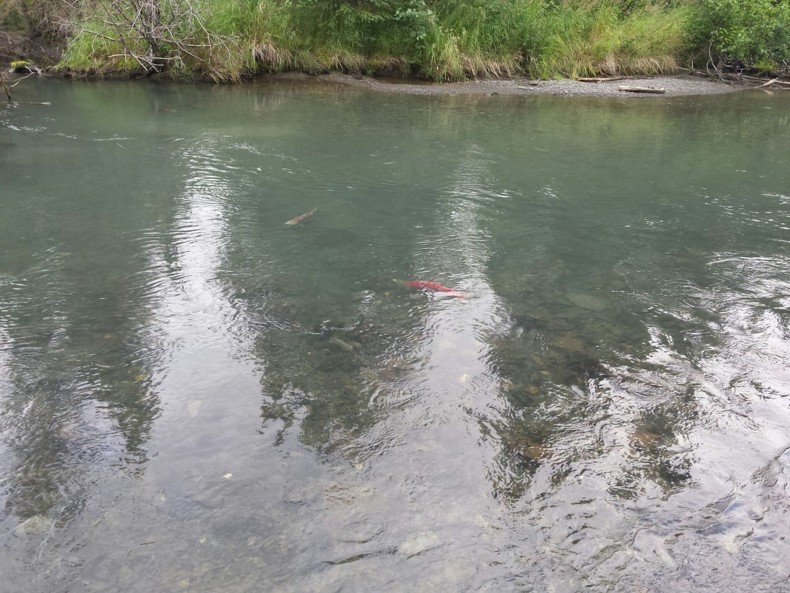 Alaska & the Canadian Rockies — Summer 2014 — family travel photo 12