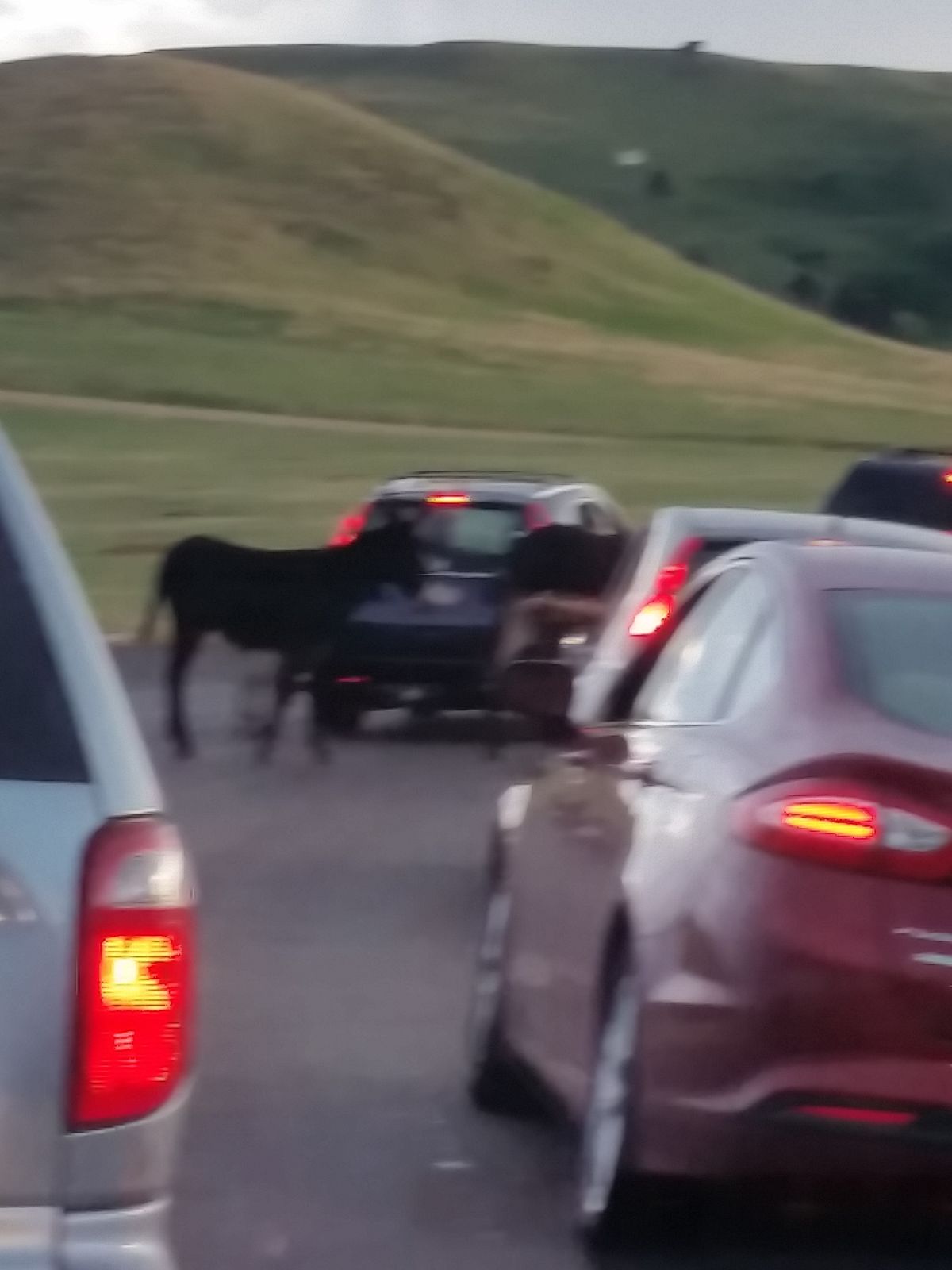 Wyoming & Colorado — family travel photo 13